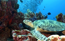 Sipadan_2015_Tortue Franche_Chelonia mydas_IMG_2255_rc